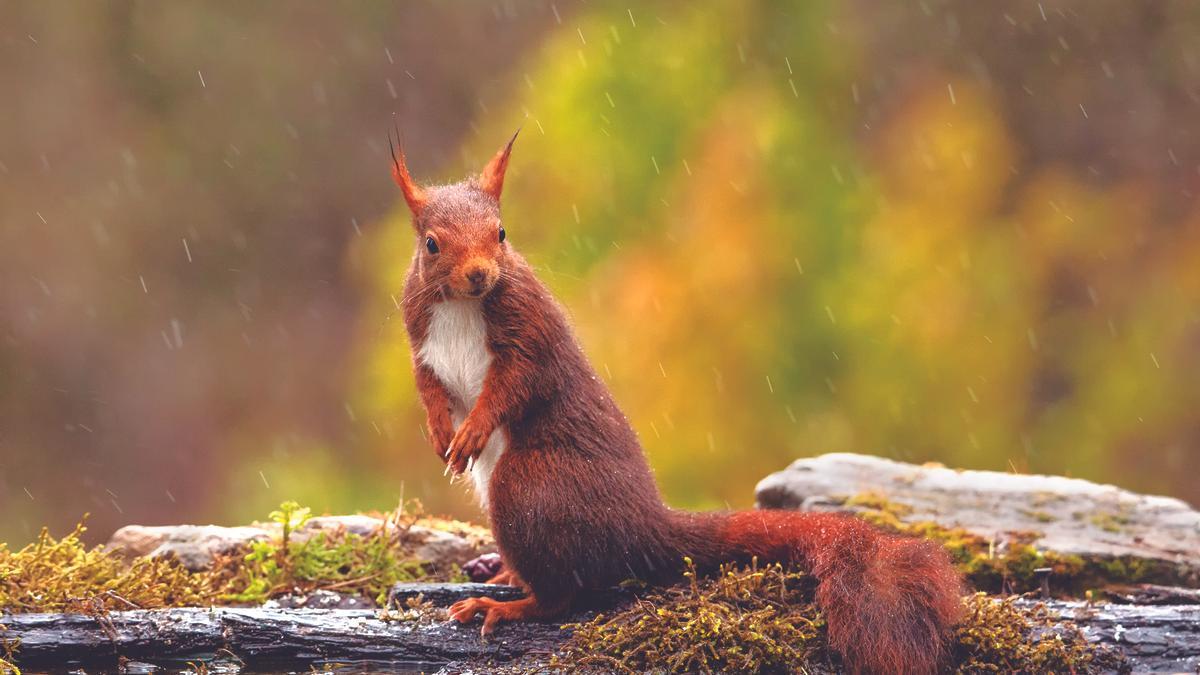 Ardilla en una tarde lluviosa en el pueblo viejo de Berriozar.