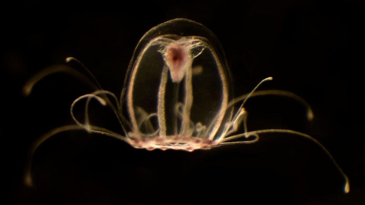 Medusa inmortal (Turritopsis dohrnii).