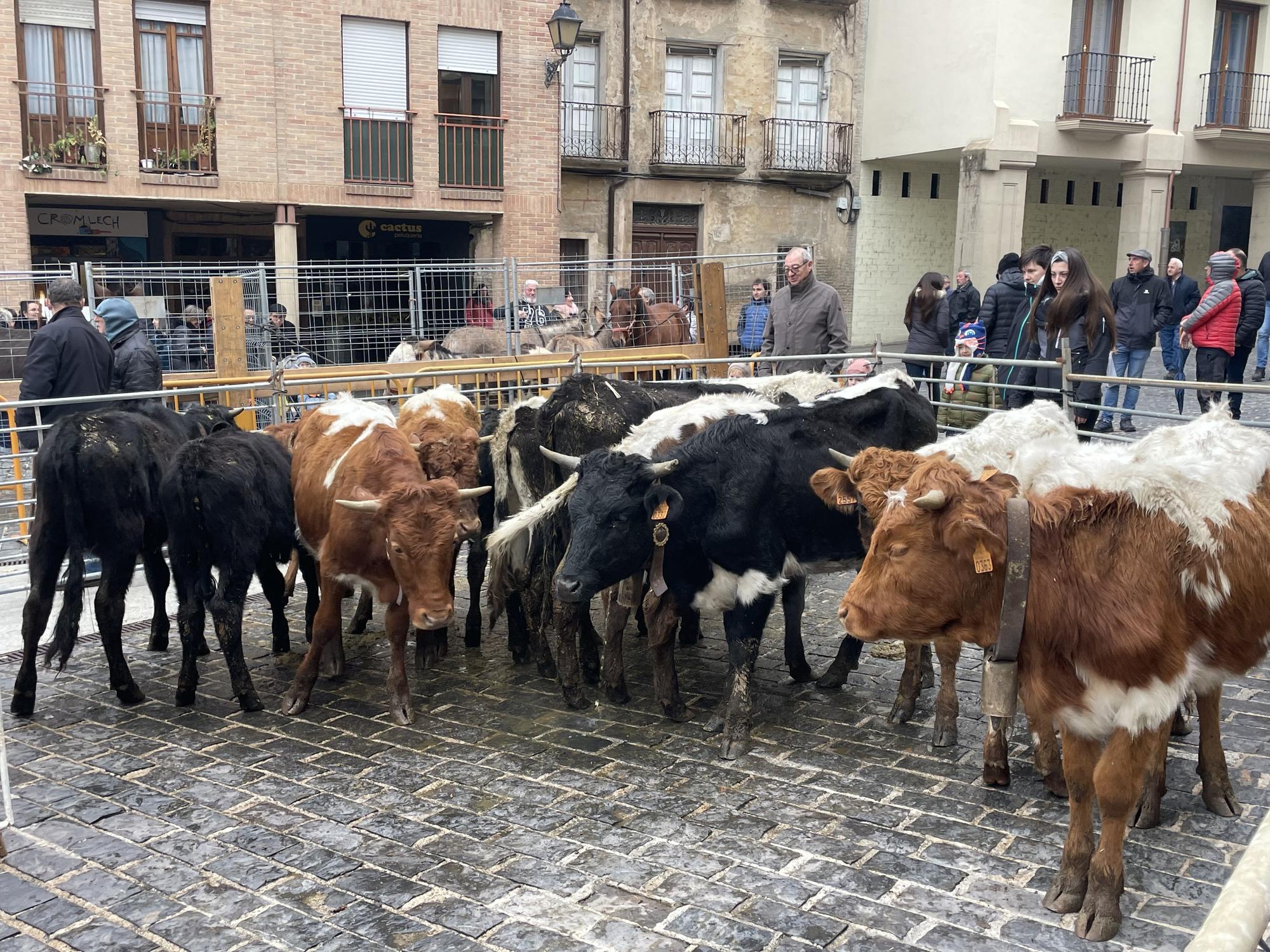 Los animales de Hípica Zahorí, en la feria.