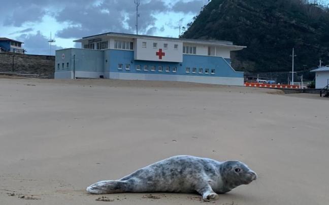 Foca que ha aparecido esta mañana en la playa de Getaria Foca que ha aparecido esta mañana en la playa de Getaria