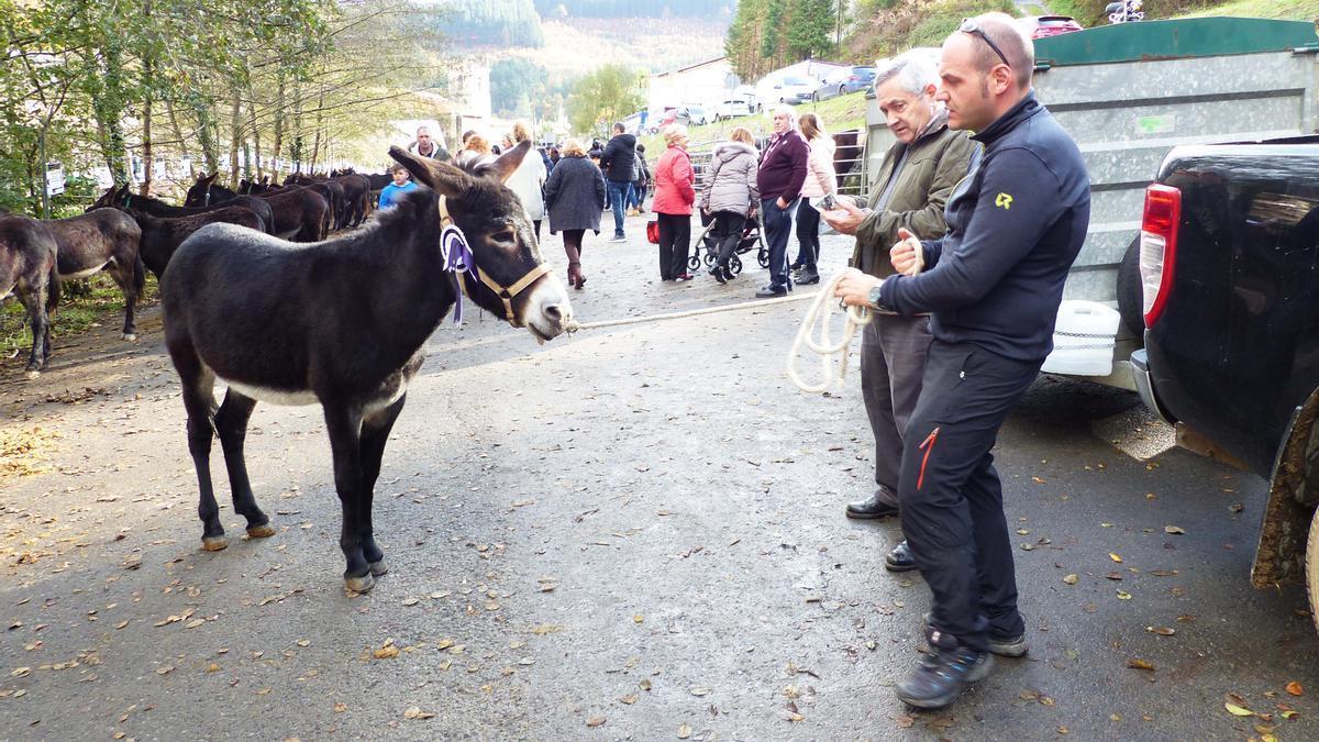 El concurso de burro de las Encartaciones cumplirá su tercera edición.