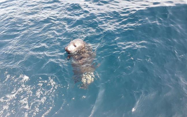 Imagen de archivo de una foca gris.