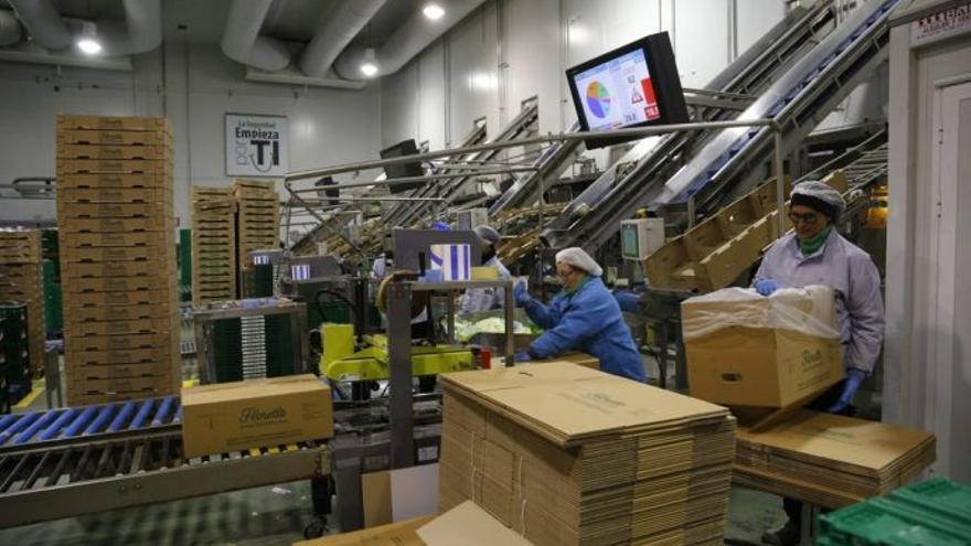 Trabajadoras en una empresa agroalimentaria
