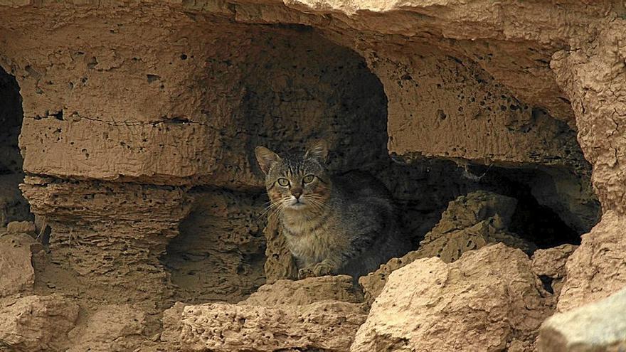 Cruce de gato cimarrón con montés en Fustiñana. | FOTO: J.M. AGRAMONTE