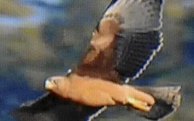 Un vuelo de Z&eacute;lie.