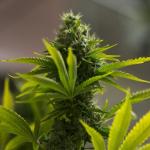 Planta de marihuana.