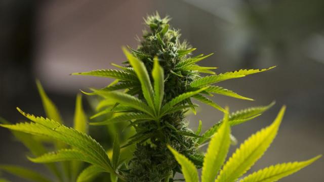 Planta de marihuana.