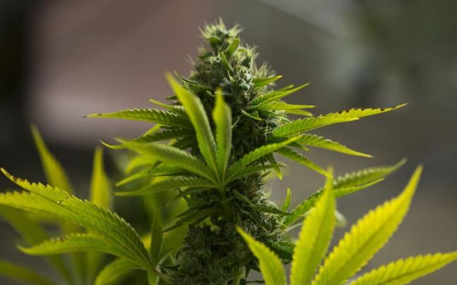 Planta de marihuana. Planta de marihuana.