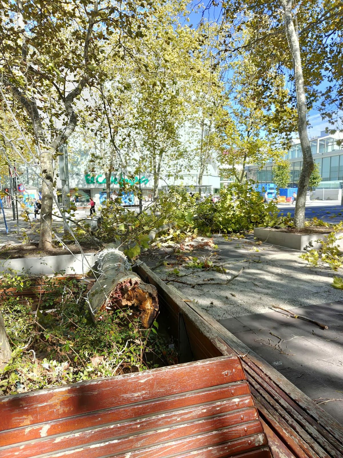 Árboles en Desamparadas