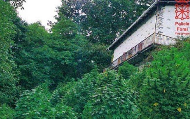 Vista general de la plantaci&oacute;n