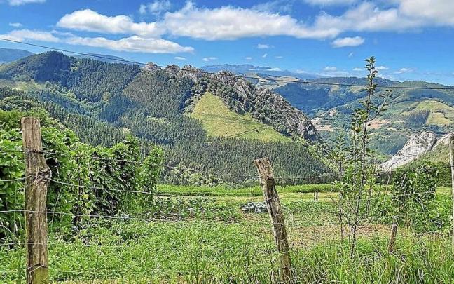 Un vallado separa dos parcelas de terreno rústico en el término municipal de Azkoitia. | FOTO: N.G.