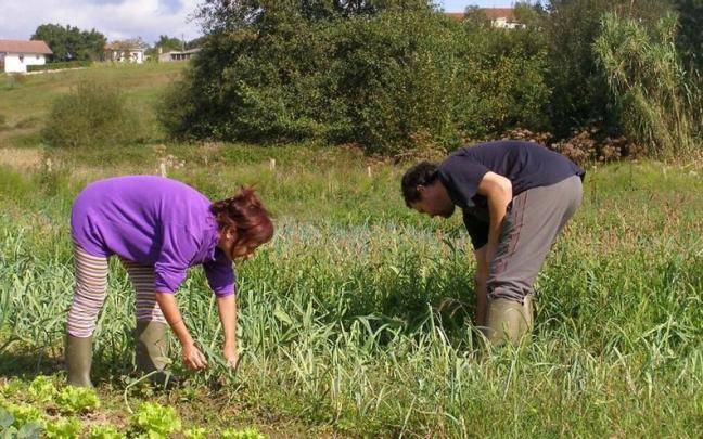 Dos personas, trabajando en el campo. Dos personas, trabajando en el campo.