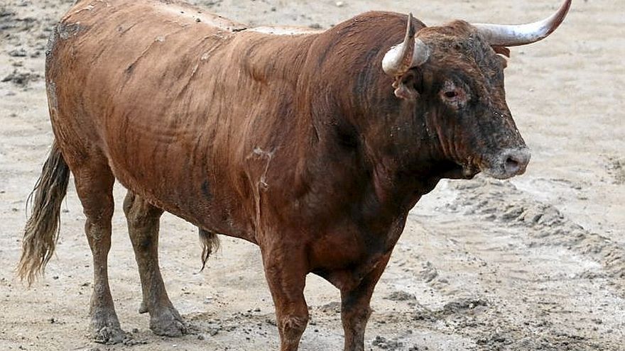 Nº 72. TENDERICO. Colorado. Nacimiento: Abril/2017. Guarismo: 7. Cinqueño. Hierro: Alba Reta.