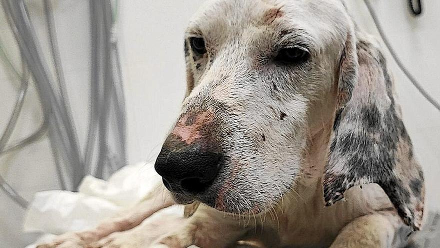 El ya fallecido ‘Txori’, pasando por el hospital veterinario.