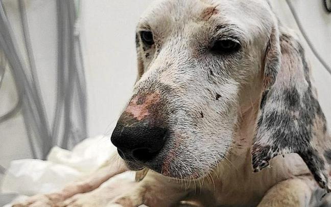 El ya fallecido ‘Txori’, pasando por el hospital veterinario.