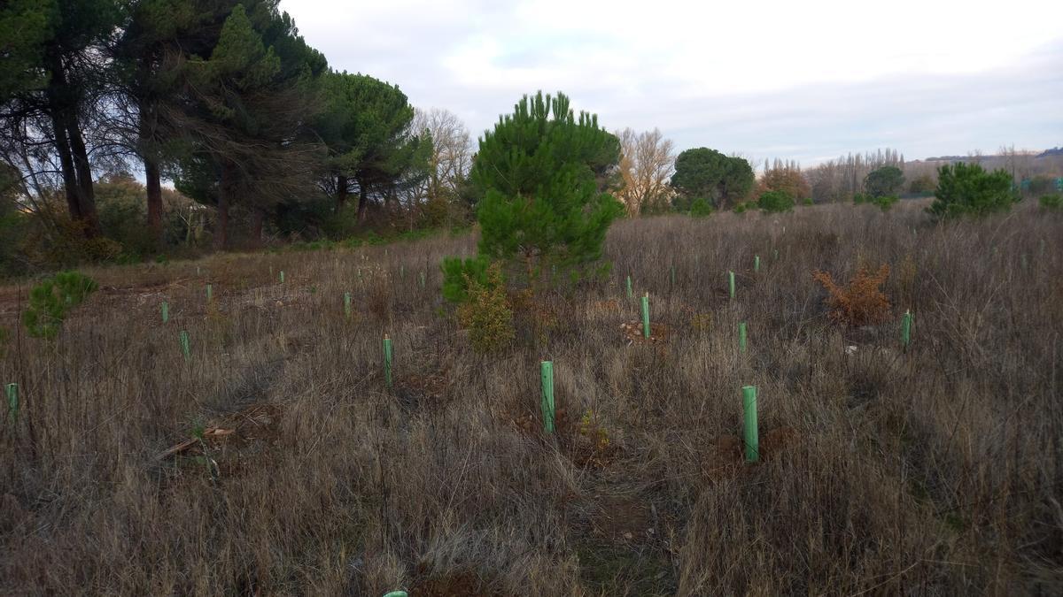 Zona de la plantación.