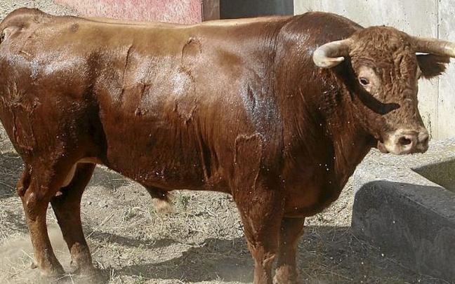 Nº 45. GOLFANTE. Colorado. Nacimiento: Mayo/2017. Guarismo 7. Cinqueño