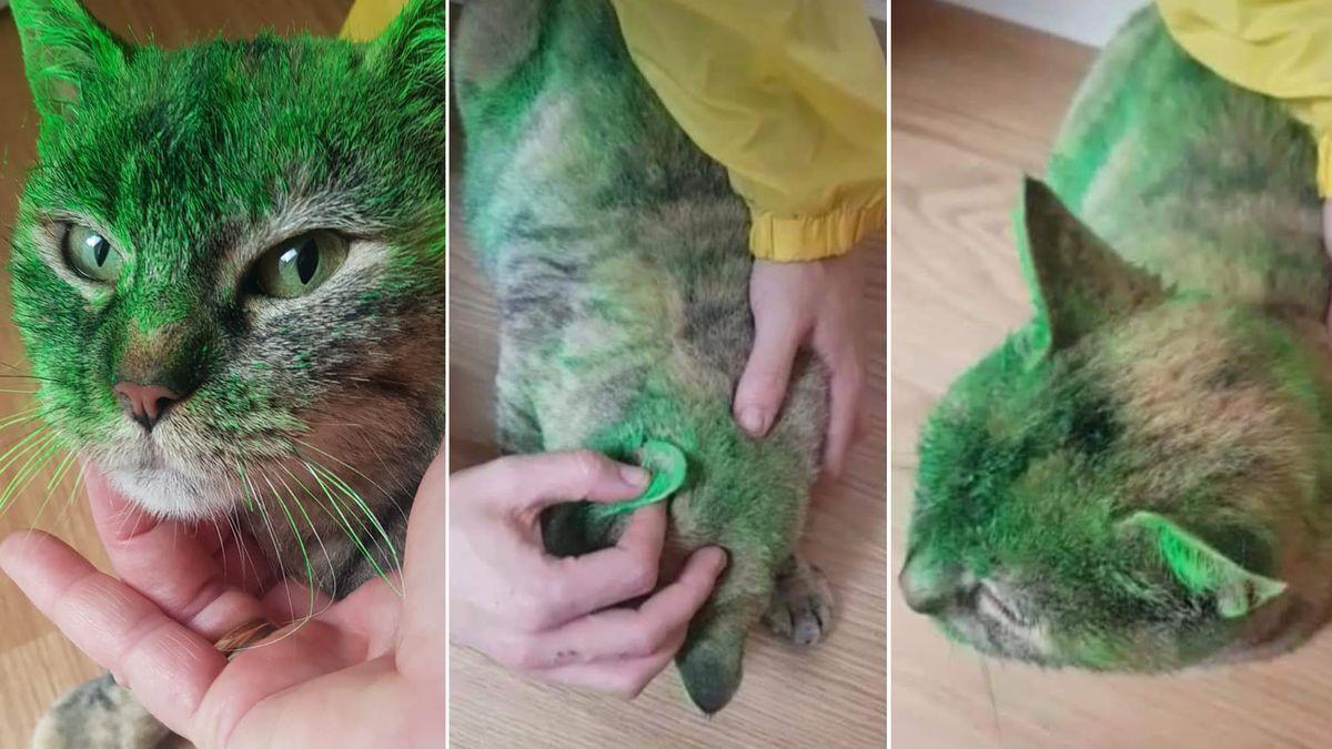 Lana, la gata agredida con pintura verde.