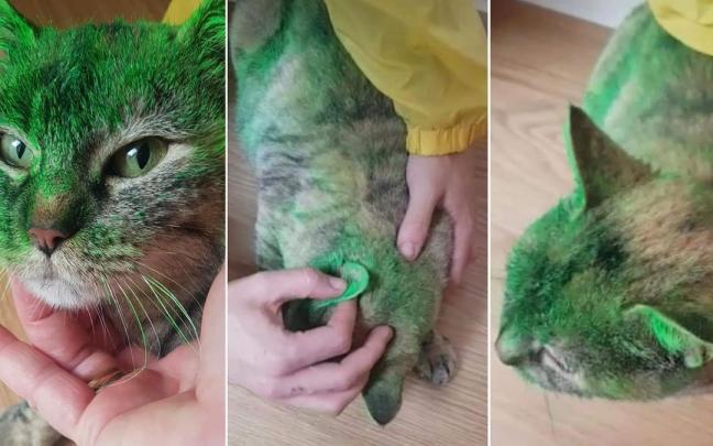Lana, la gata agredida con pintura verde.