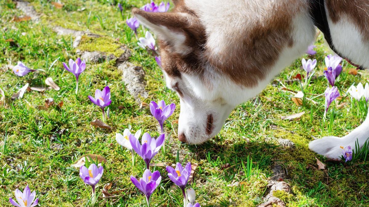 Un husky siberiano olfatea un campo repleto de flores.