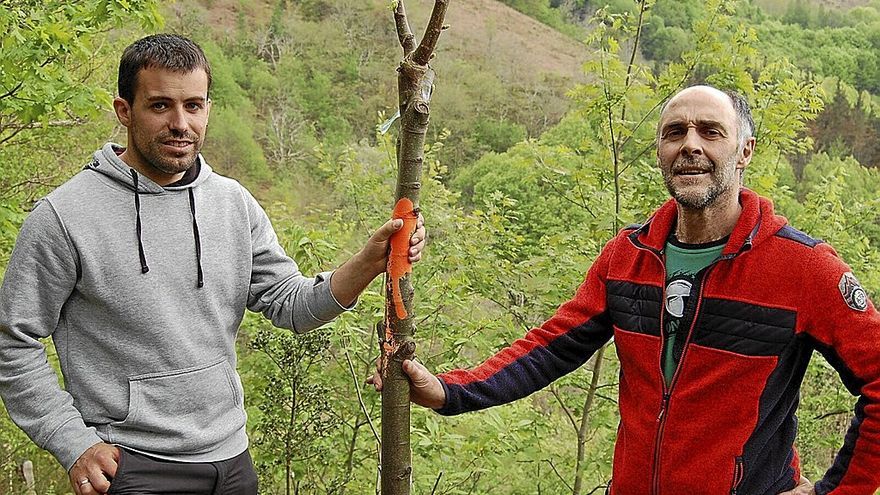 Imanol Lukanbio y Dabid Iturria, concejal de montes y alcalde del Ayuntamiento de Arantza, con una planta de castaño en Argatsoro. | FOTO: TTIPI-TTAPA