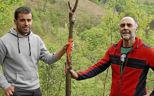 Imanol Lukanbio y Dabid Iturria, concejal de montes y alcalde del Ayuntamiento de Arantza, con una planta de casta&ntilde;o en Argatsoro. | FOTO: TTIPI-TTAPA