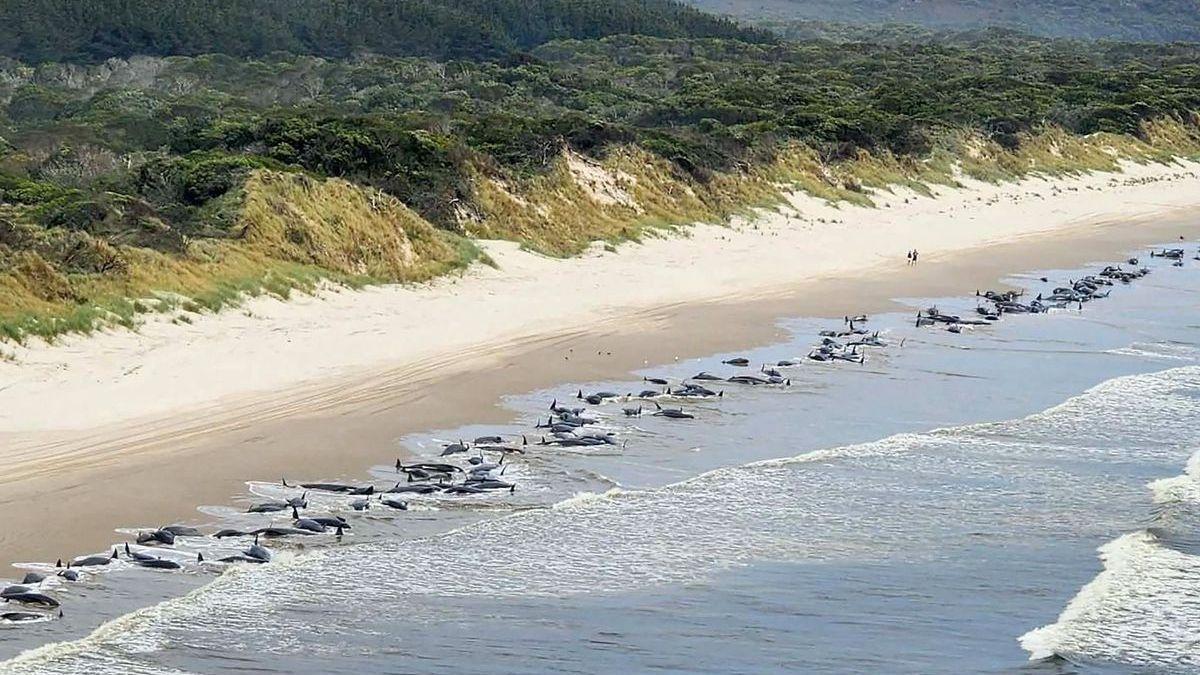 Las ballenas, varadas en la playa de la bahía de Macquarie.