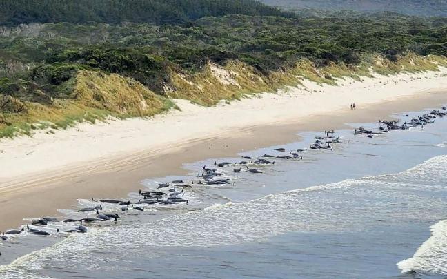 Las ballenas, varadas en la playa de la bahía de Macquarie.