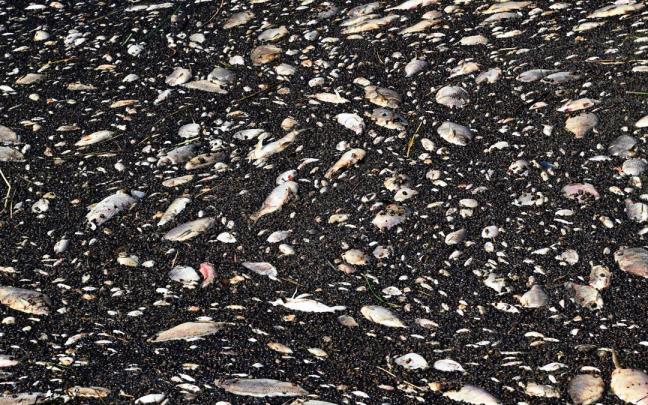 Los peces muertos en el Río Oder. Los peces muertos en el Río Oder.