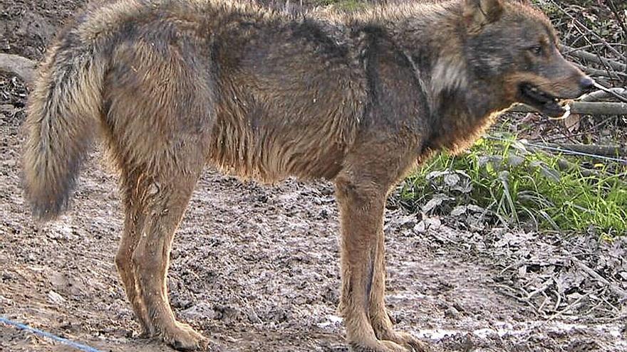 Ejemplar de lobo. | FOTO: DNA