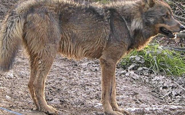 Ejemplar de lobo. | FOTO: DNA
