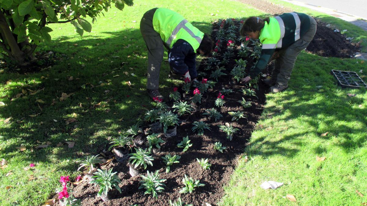 Imagen de dos trabajadores cuidando los parterres