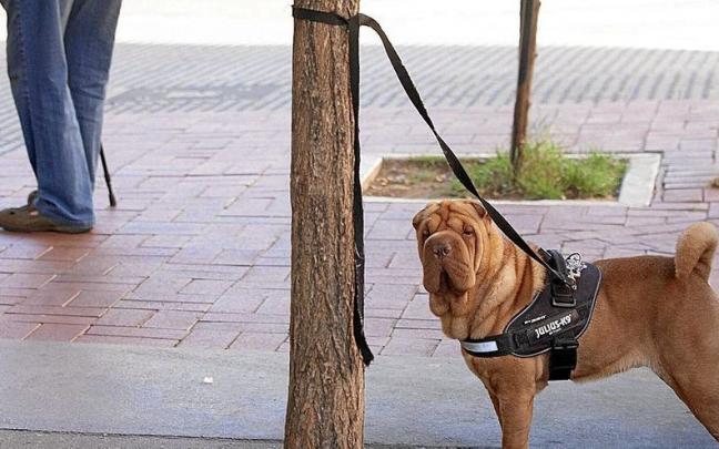 Animaliak babesteko euskal lege berriak modu eraginkorragoan babesten ditu animaliak, eta gogor zigortzen ditu animaliei egindako tratu txarrak. | ARGAZKIA: JOSU CHAVARRI