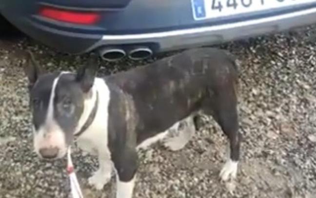 Uno de los dos perros localizados en Izkue