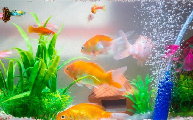 Los peces son las mascotas discretas que iluminan una estancia.
