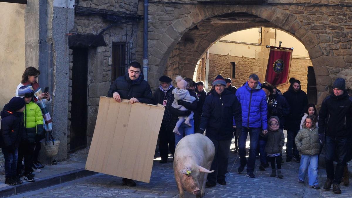 El cuto, que suele rondar los 120 kilos, paseado por las calles de la localidad.