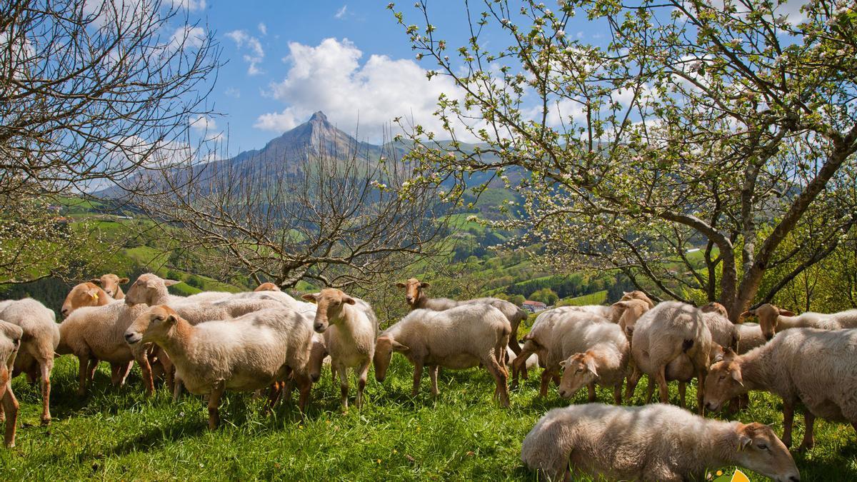 Un rebaño de ovejas a las faldas del monte Txindoki