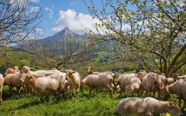 Un rebaño de ovejas a las faldas del monte Txindoki