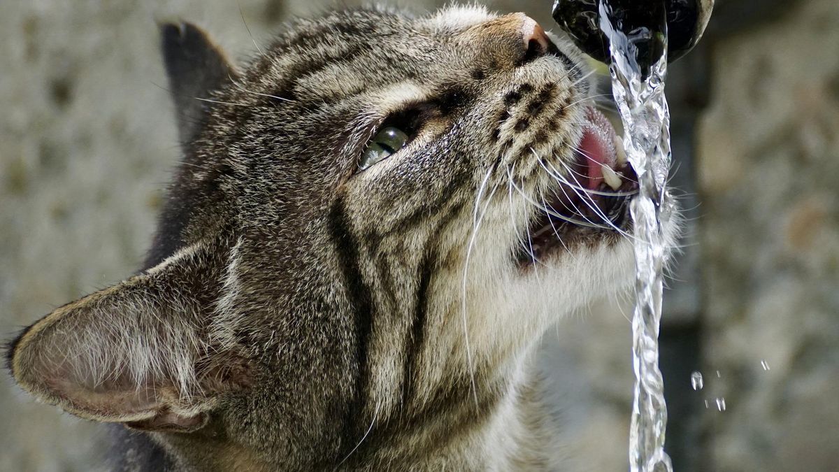 El agua corriente o directamente del grifo parece ser del gusto de los felinos caseros.
