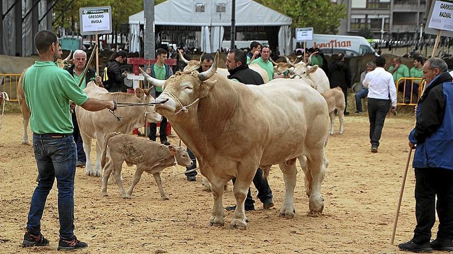 Un toro pasea por el recinto de Santa Ana, en Gernika-Lumo.