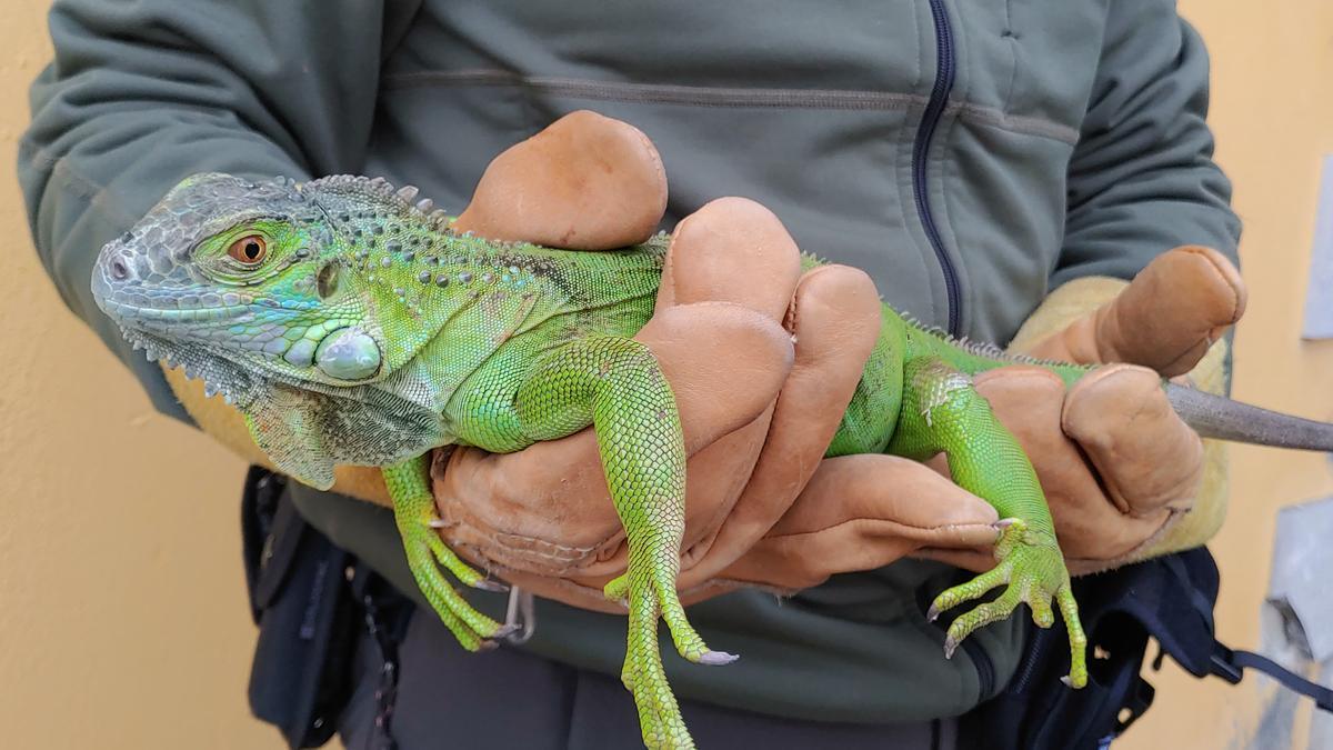 Iguana hallada en un parque de la Comarca de Pamplona