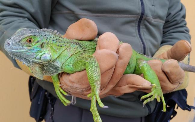 Iguana hallada en un parque de la Comarca de Pamplona