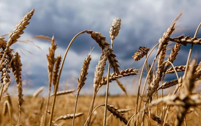 Ucrania ha confirmado que en el puerto de Odesa hay un silo con toneladas de cereal listo para ser exportado. Ucrania ha confirmado que en el puerto de Odesa hay un silo con toneladas de cereal listo para ser exportado.