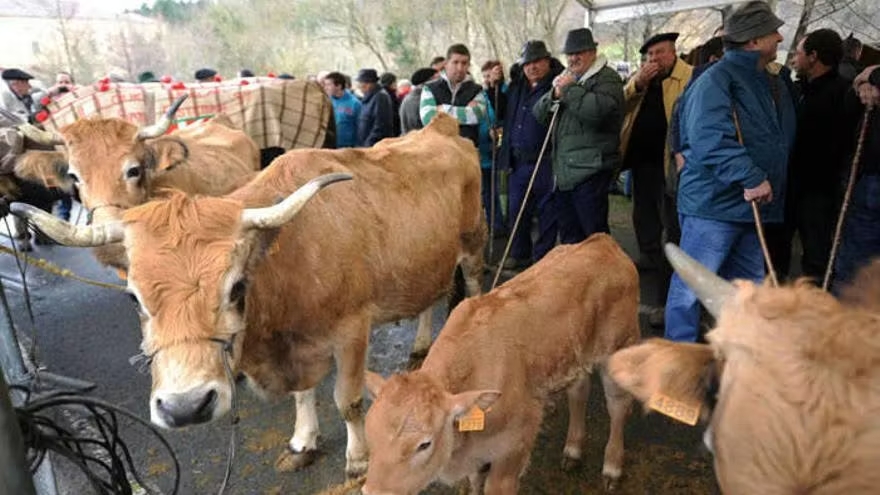 Feria de ganado de Abadiño. NTM