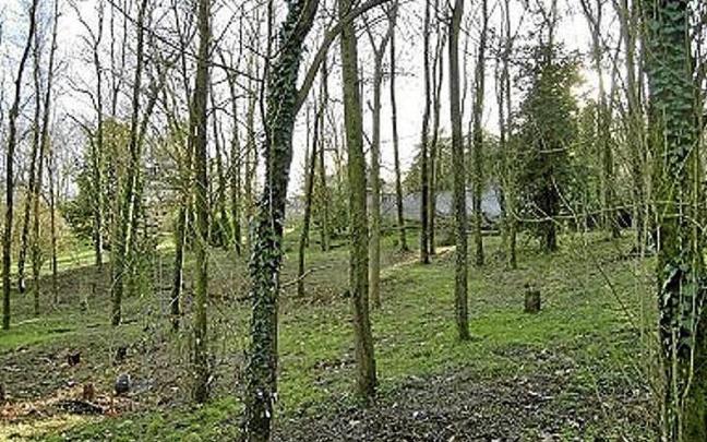 La fresneda de Ave Maria, antes de la tala. | FOTO: N.G.