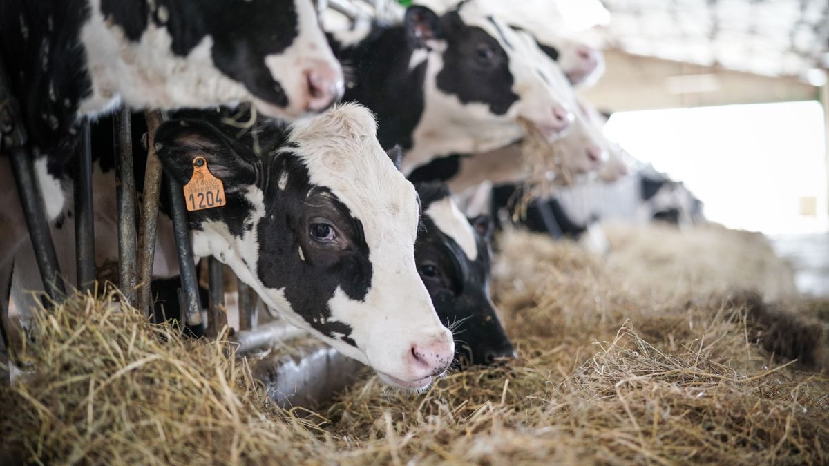 El decreto busca garantizar el bienestar de los animales durante su permanencia en los mataderos.