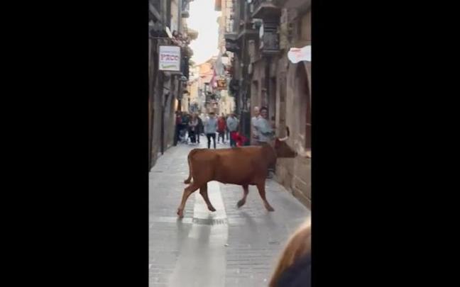 La vaquilla, por las calles de Laguardia el sábado