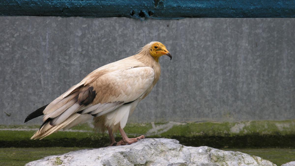 Un ejemplar de alimoche