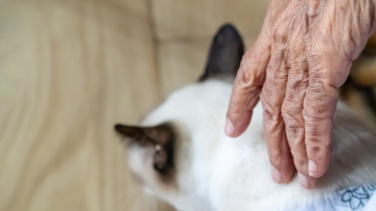 El contacto físico con el gato reduce el estrés y alivia la soledad de las personas mayores.