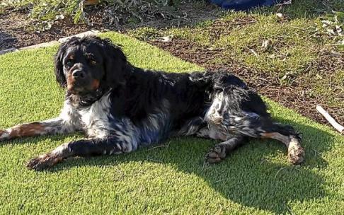 Los adiestradores recomiendan realizar los ejercicios en lugares en los que no haya distracciones. Foto: N.G.